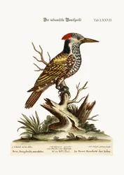 Der gefleckte indische Specht, 1749-73